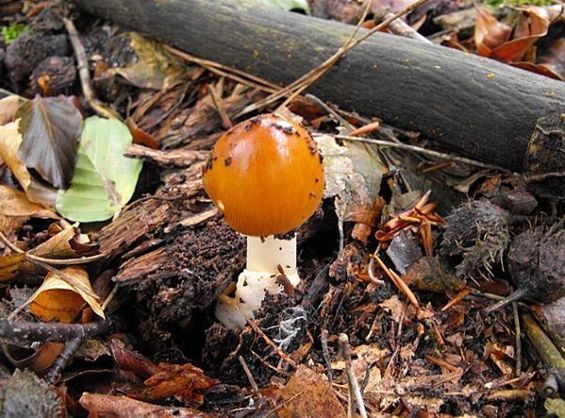 De herfst komt er aan, de paddenstoelen ook - Hechtel-Eksel
