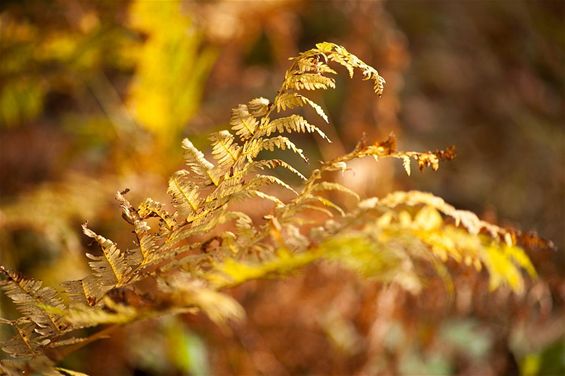 De herfst wordt mooi - Meeuwen-Gruitrode