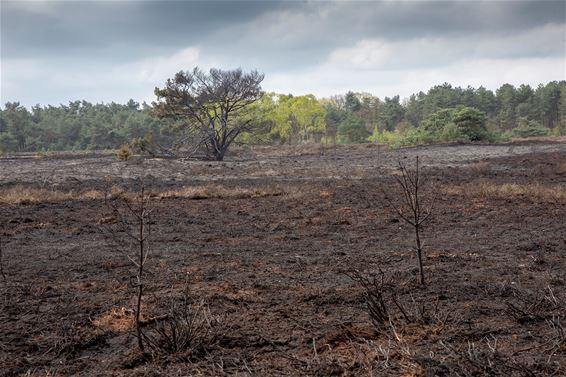 De Heuvelse Heide na de brand - Lommel