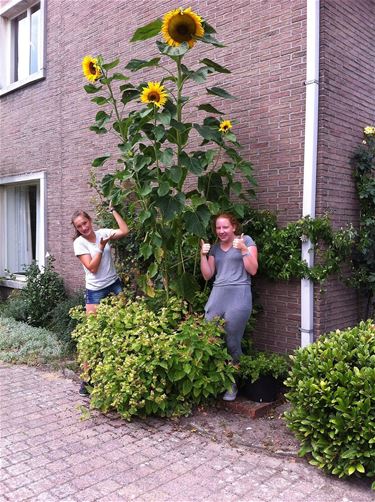 De hoogste zonnebloem? - Neerpelt