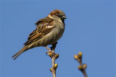 De huismus (passer domesticus) - Beringen