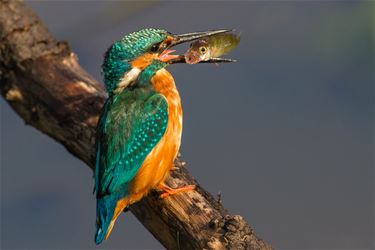 De ijsvogel vangt een visje! - Beringen