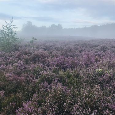 'De invloed van natuur op stress'