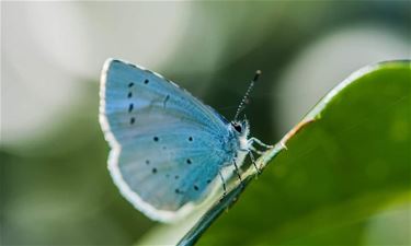 De jaarlijkse vlindertelling start vandaag