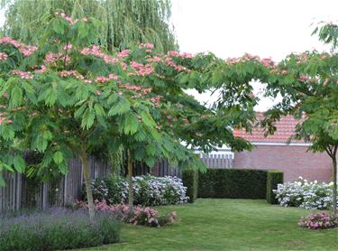 De juiste boomkeuze - Beringen