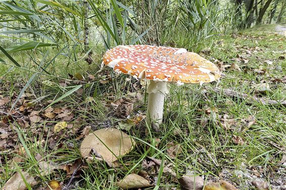 De kabouters krijgen weer huisjes... - Lommel
