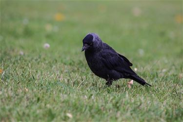 De kauw (corvus monedula) - Beringen