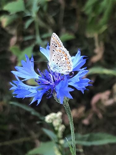 De kleuren van de natuur