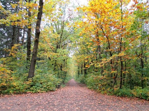 De kleuren van de Ophovenheide - Meeuwen-Gruitrode