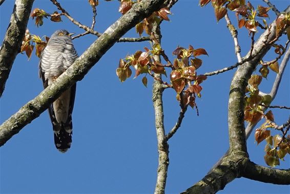 De koekoek is er, het is lente - Pelt