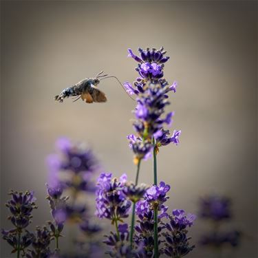 De kolibrievlinder, een heel bijzonder insect - Lommel