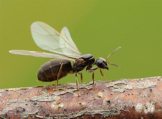 De koningin der vliegende mieren - Overpelt