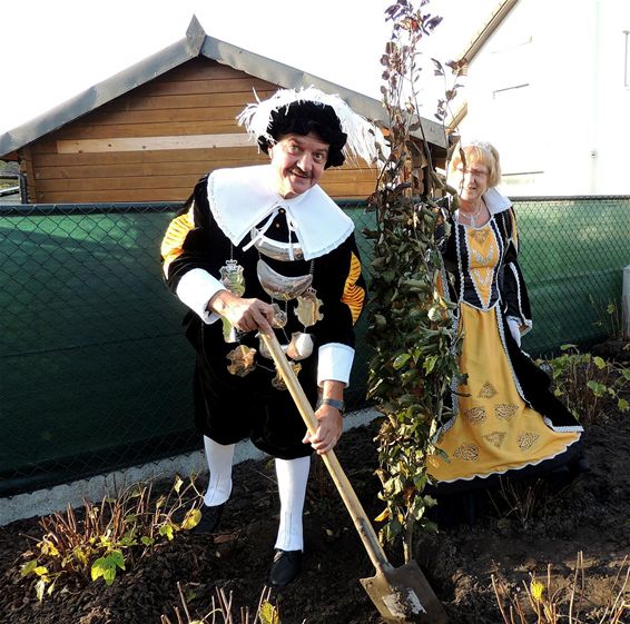 De koningsboom is geplant - Neerpelt