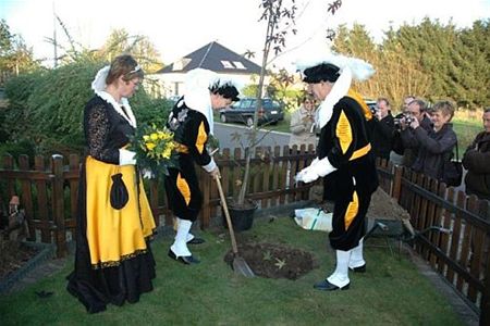 De koningsboom is geplant! - Neerpelt
