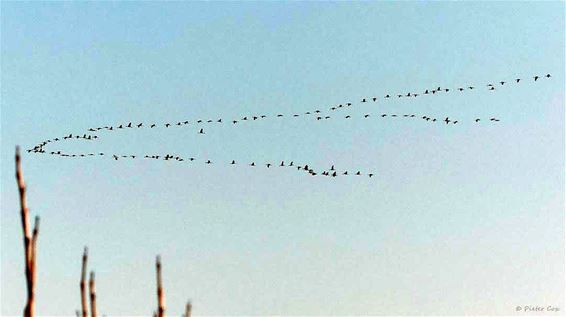 De kraanvogeltrek is begonnen - Bocholt & Pelt