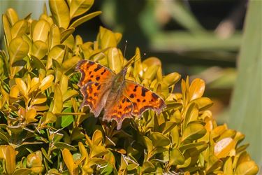 De lente (2) - Beringen