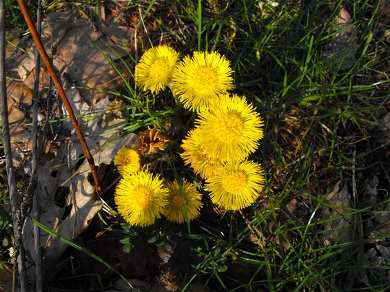 De lente barst los - Hechtel-Eksel