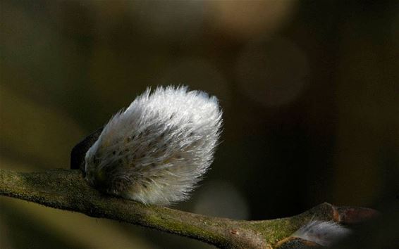 De lente hangt in de lucht... - Overpelt