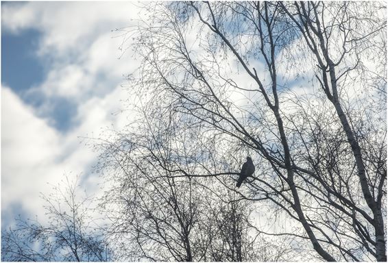 De lente hangt in de lucht - Lommel