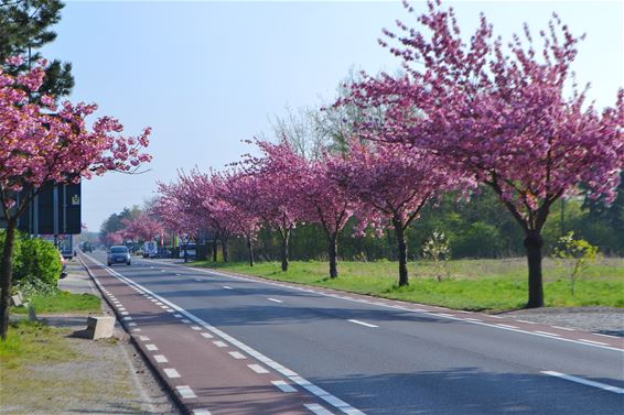 De lente in het straatbeeld - Lommel