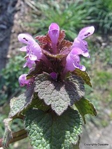 De lente is er - Meeuwen-Gruitrode