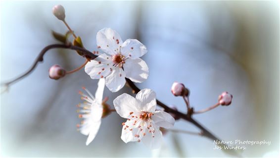 De lente is er - Peer