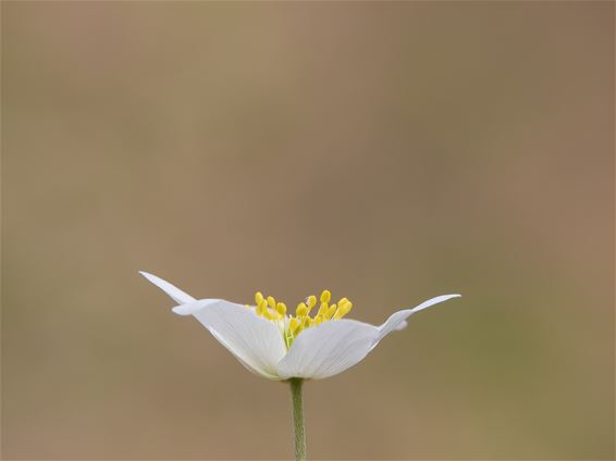 De lente is in het land! - Lommel