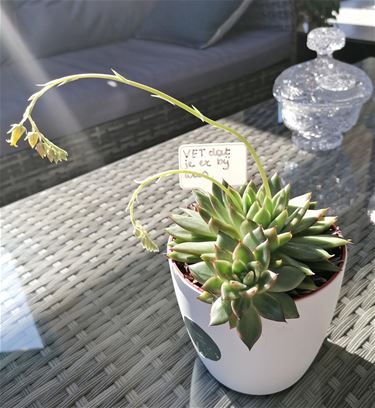 De lente komt er aan... - Pelt