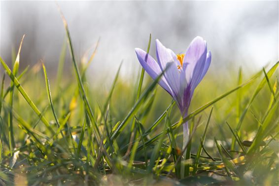 De lente lijkt wel in het land - Lommel