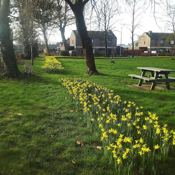 De lente lonkt... - Peer