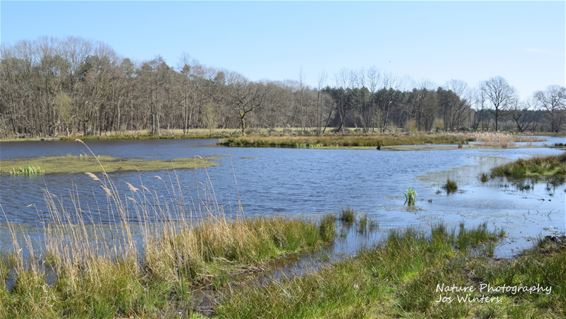 De lente op Schuilenswijer - Hechtel-Eksel