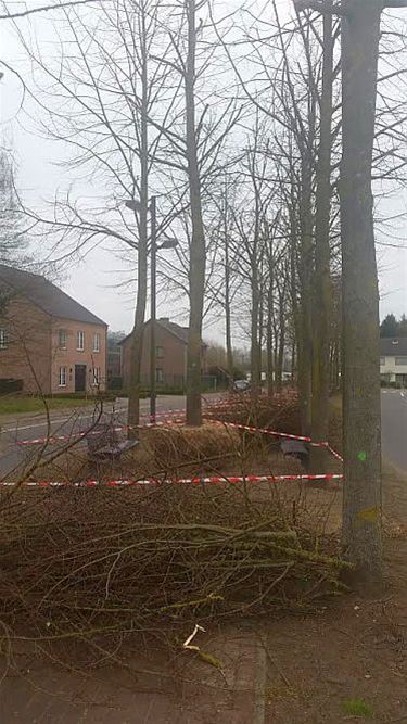De linden staan klaar voor de verhuis - Neerpelt