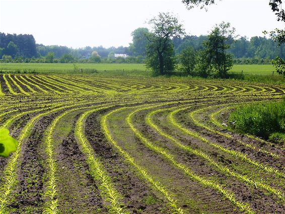 De maïs steekt zijn kop op - Hamont-Achel