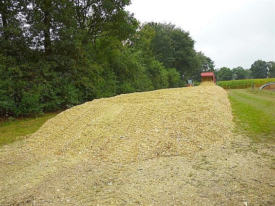 De maïs wordt geoogst - Meeuwen-Gruitrode