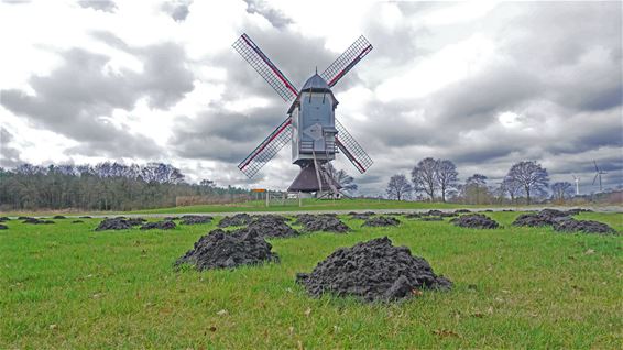 De mollen voelen de lente - Lommel