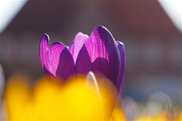 De mooie kleuren van de lente - Beringen