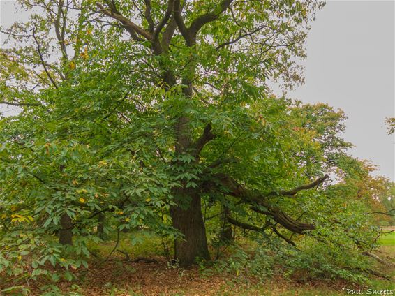 Pelt - De mooiste boom van Vlaanderen heeft geleden