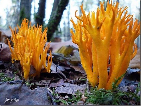 De mooiste staan in Meeuwen - Meeuwen-Gruitrode