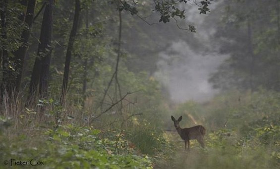 De morgenstond heeft goud in de mond - Hechtel-Eksel