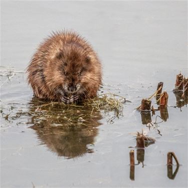 De muskusrat is terug