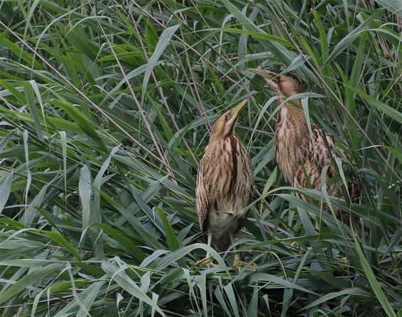 De natte droom van de natuurfotograaf - Bocholt