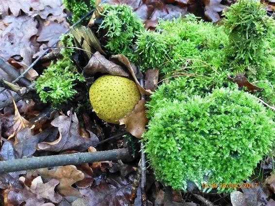 De natuur - altijd verrassend - Hamont-Achel