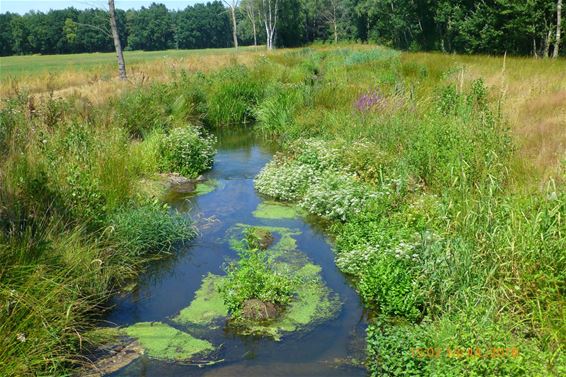 De natuur is mooi - Hamont-Achel