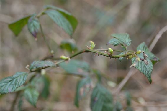 De natuur ontwaakt... - Lommel