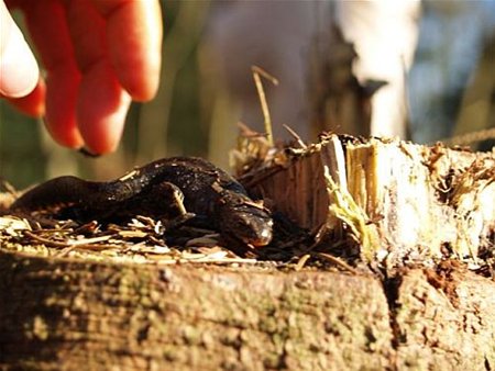 De natuur wordt wakker - Neerpelt