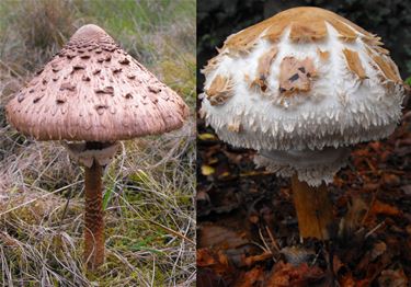 De neefjes Parasol in Bosland