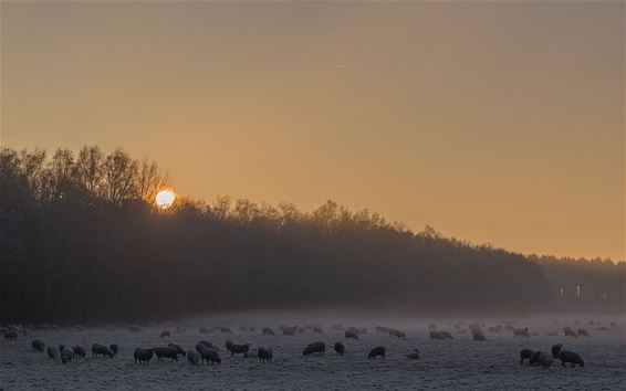 De ochtend na Kerst - Overpelt