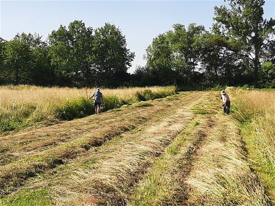 De oogst is binnen - Lommel