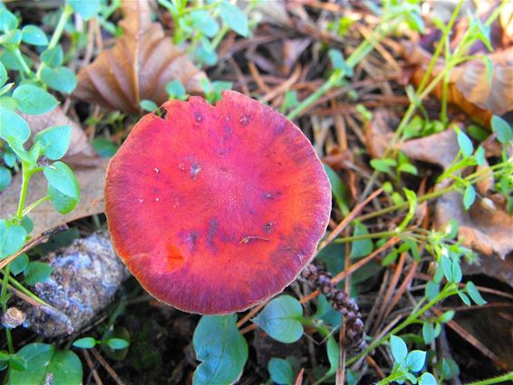 De oranjerode stropharia - Hechtel-Eksel