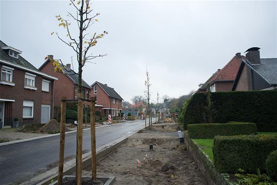 De Parklaan heeft nieuwe bomen - Neerpelt